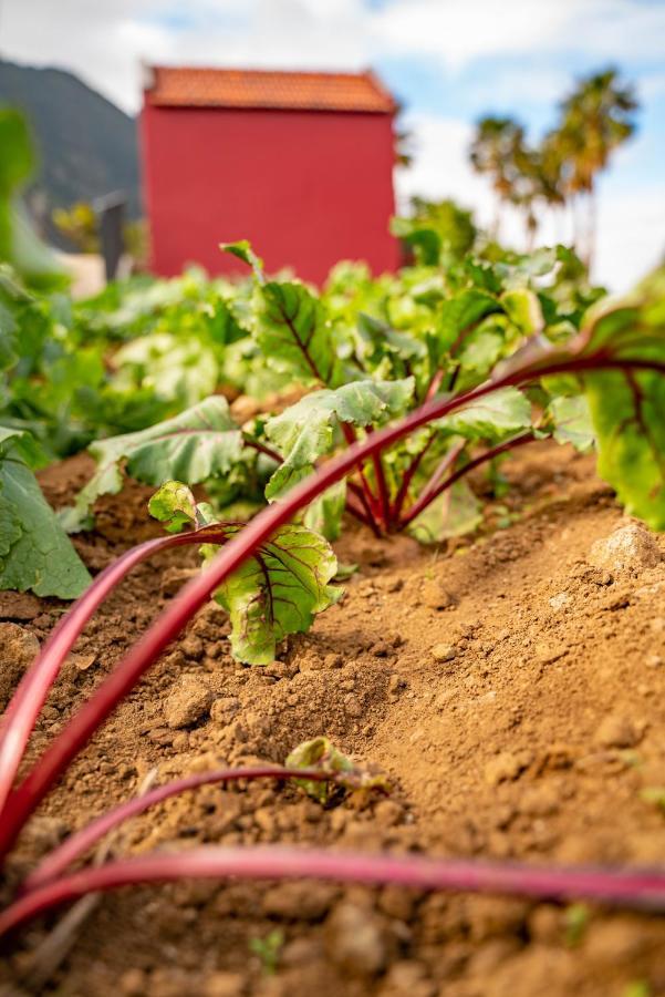 Quinta Vale Vitis Séjour à la ferme *
